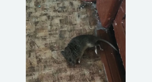 Дезинфекция от мышей в Богучаре