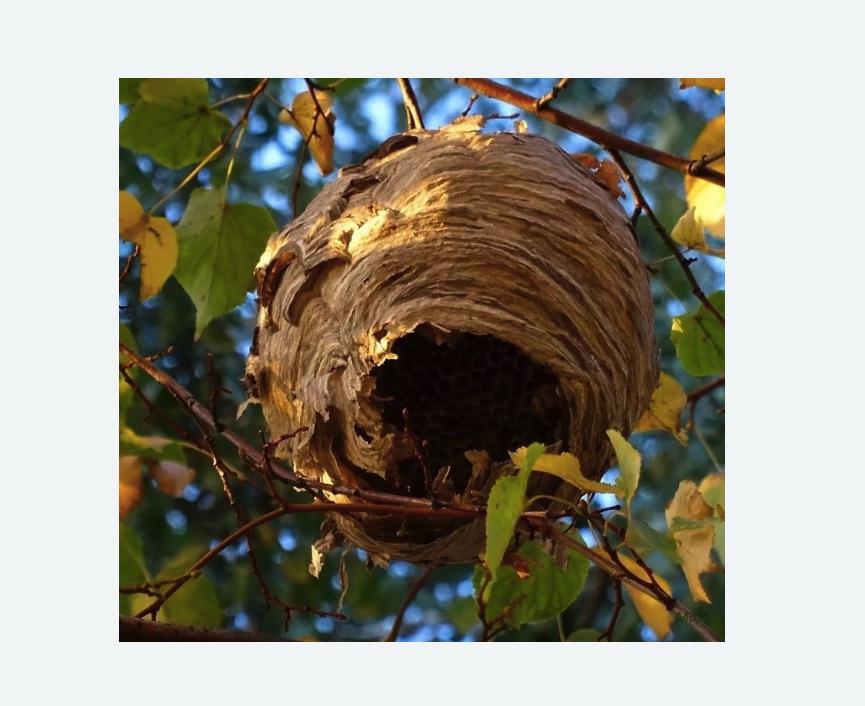 Обработка от шершней в Богучаре