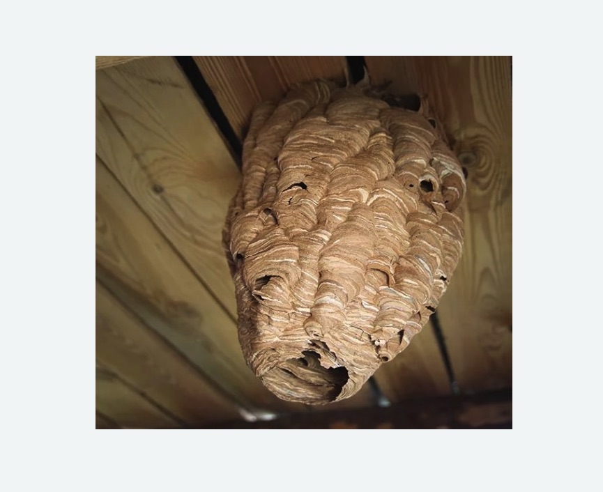 обработка от шершней в Богучаре