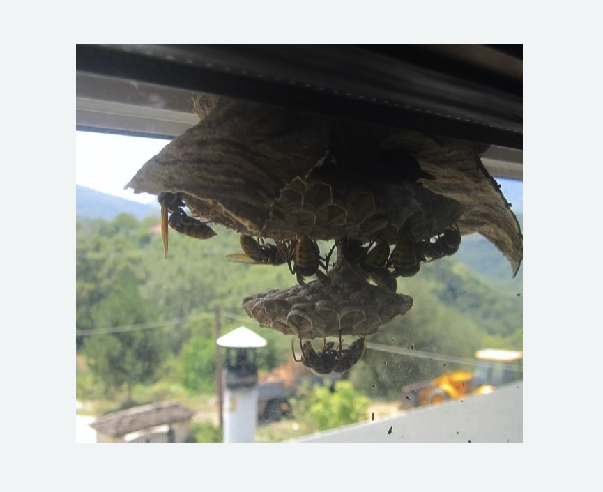 Уничтожение гнёзд шершней в Богучаре