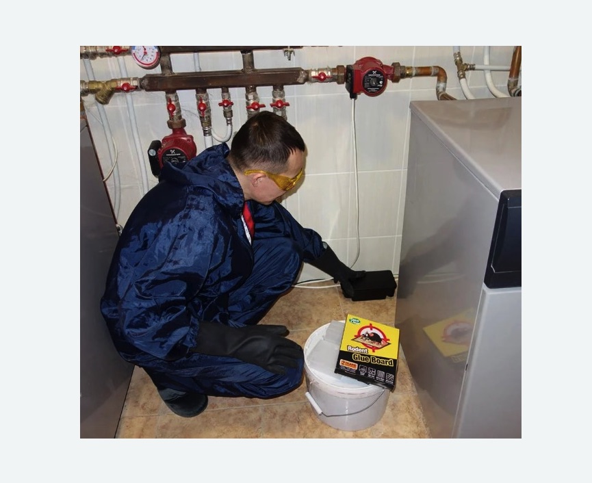 Уничтожение крыс в Богучаре