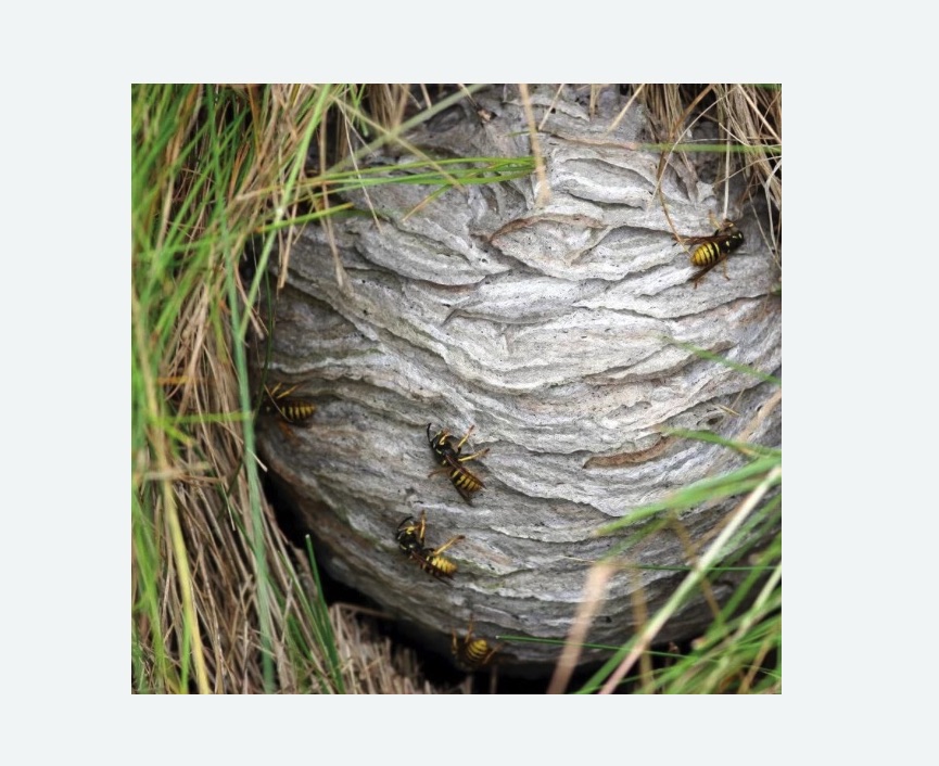 Уничтожение ос и ульев в Богучаре